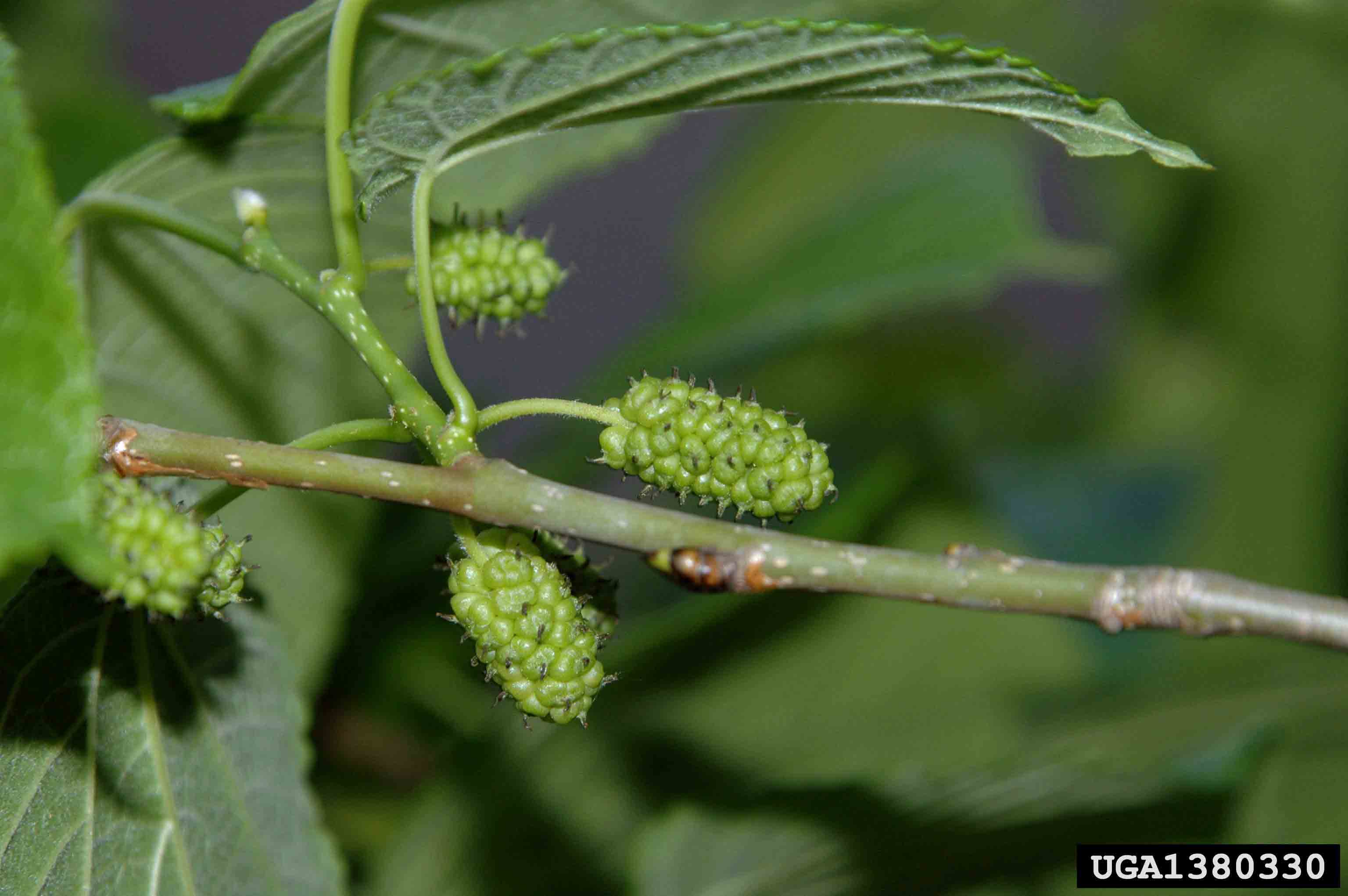 Red mulberry fruit