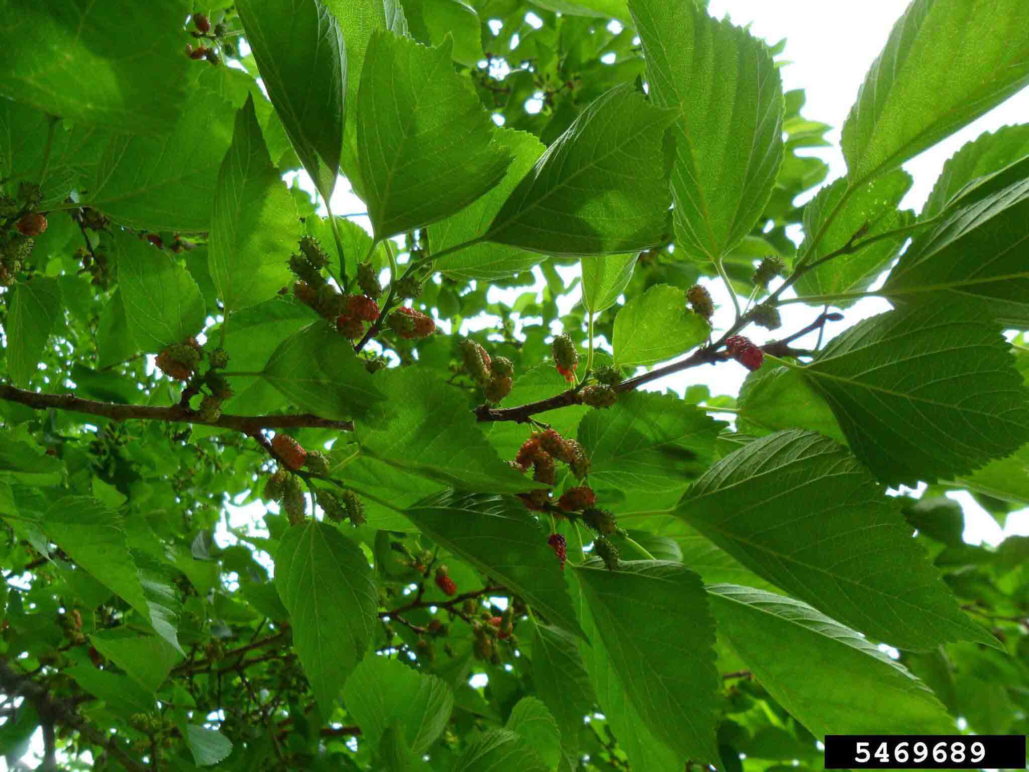 Red mulberry fruit