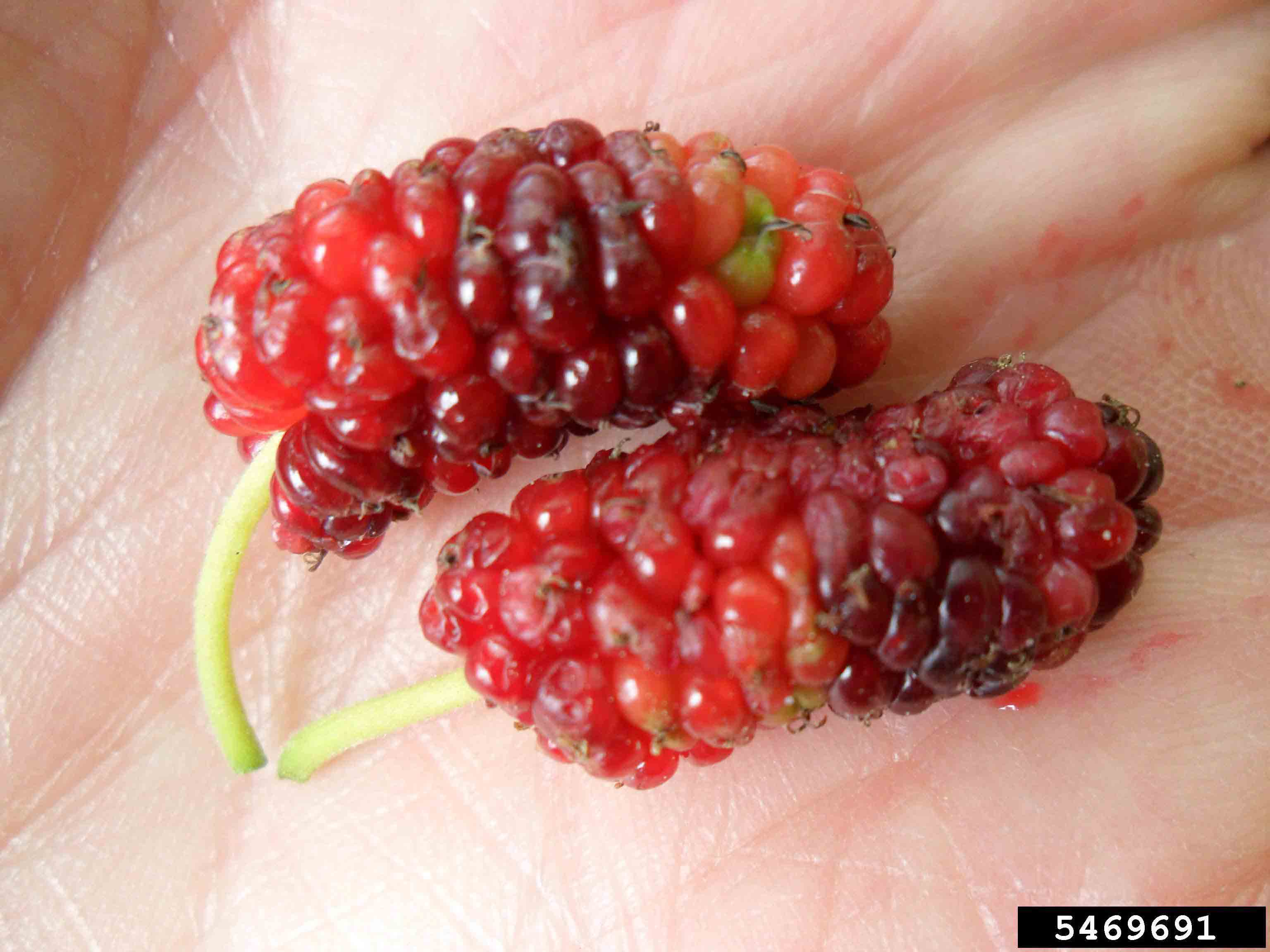 Red mulberry fruit