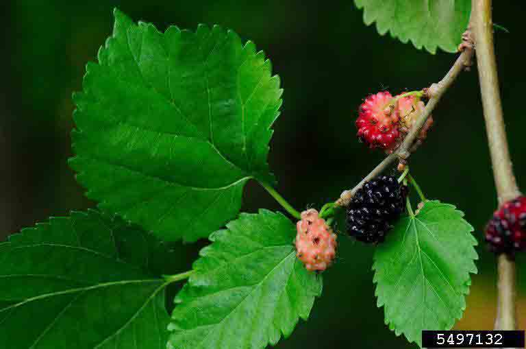 Red mulberry fruit, dark purple at maturity
