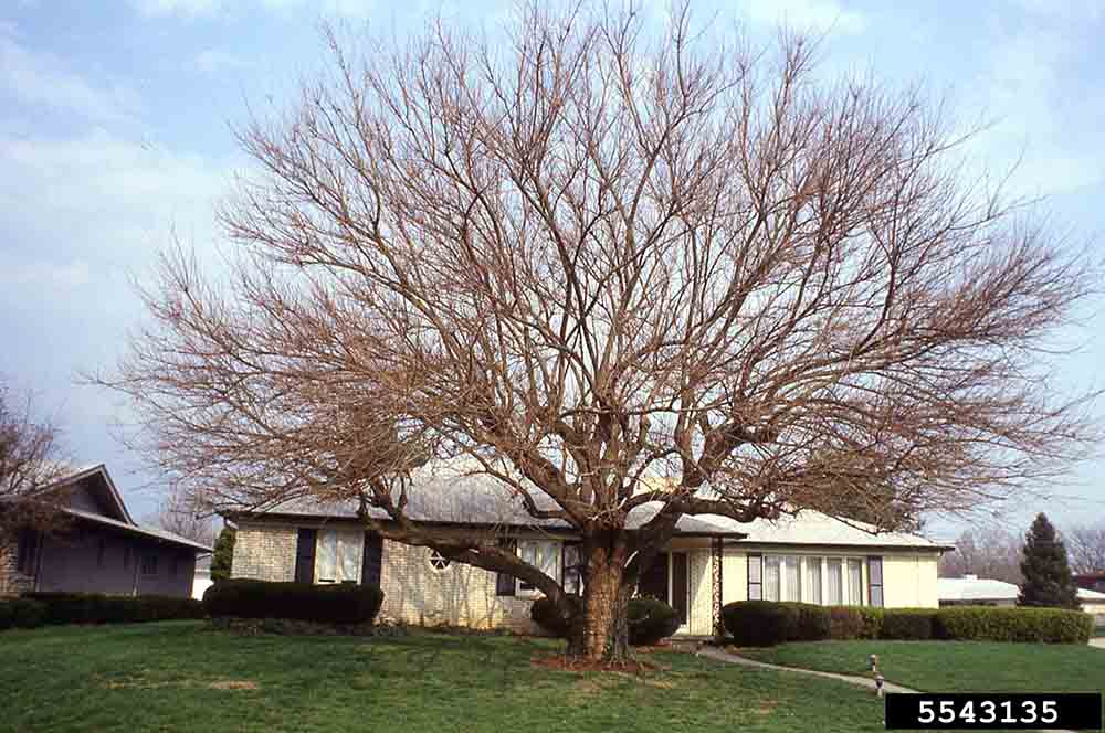 Red mulberry tree habit, winter