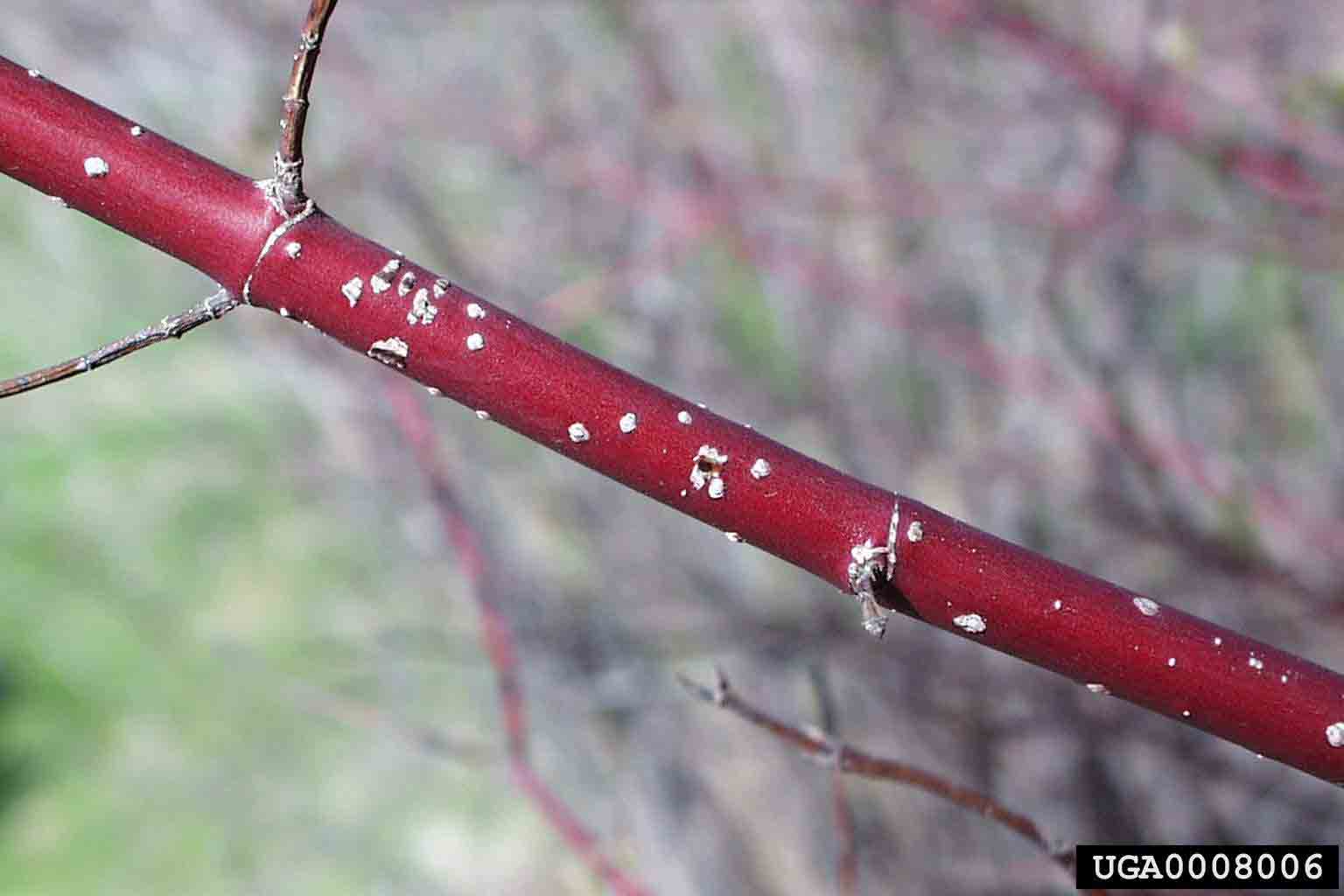 Redosier dogwood bark on stem