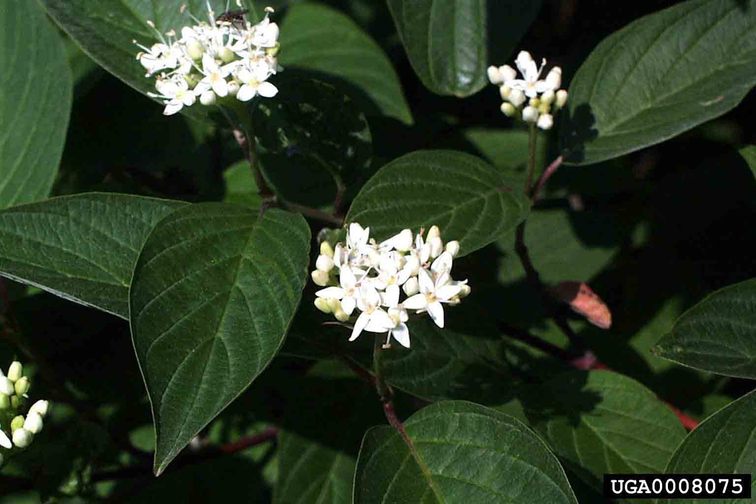 Redosier dogwood flowers