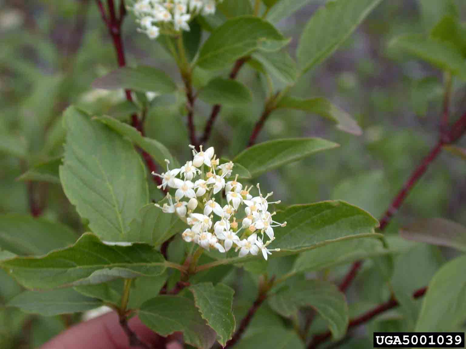 Redosier dogwood flowers