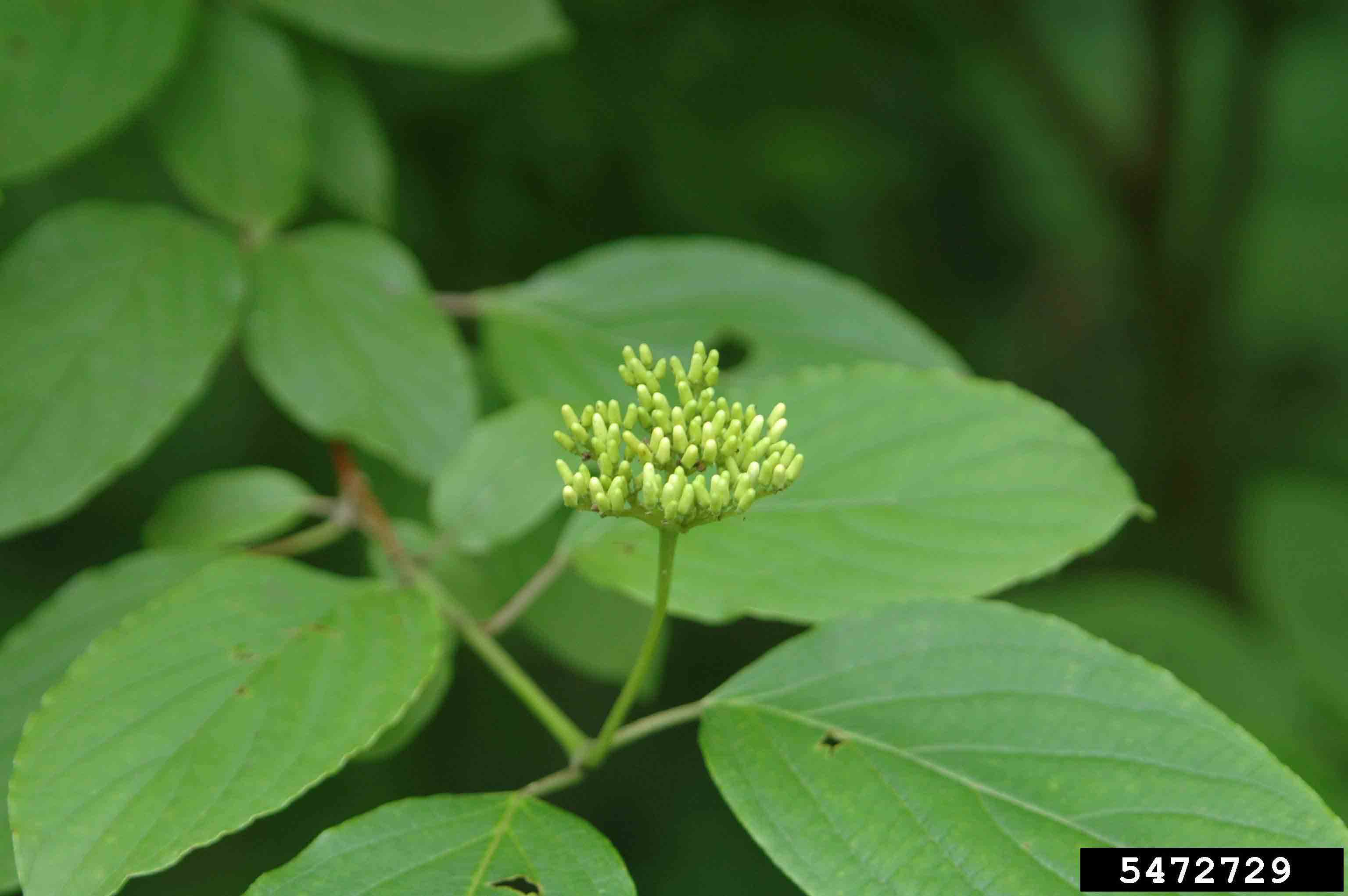 Redosier dogwood flower buds in flat-topped cluster