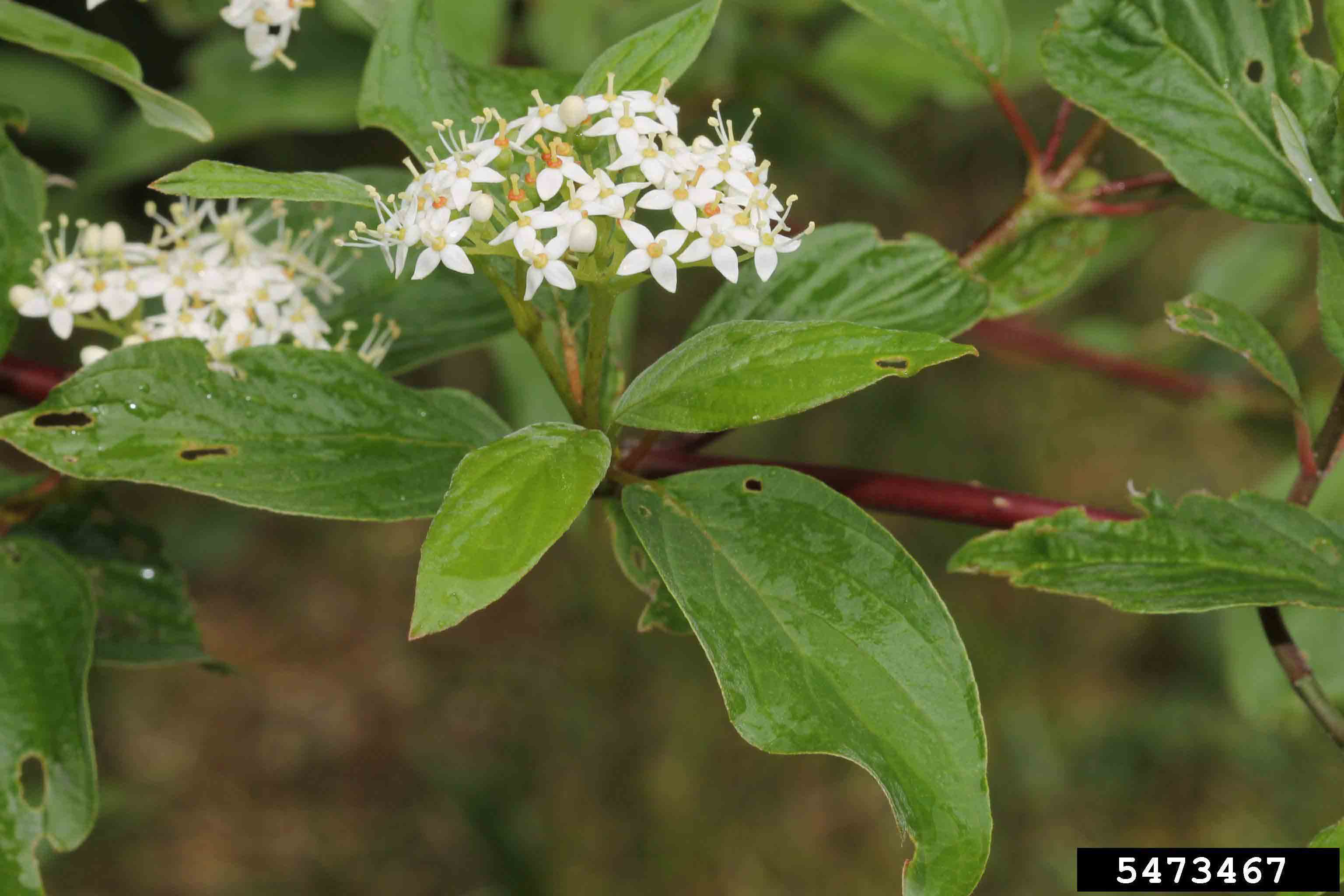 Redosier dogwood flowers