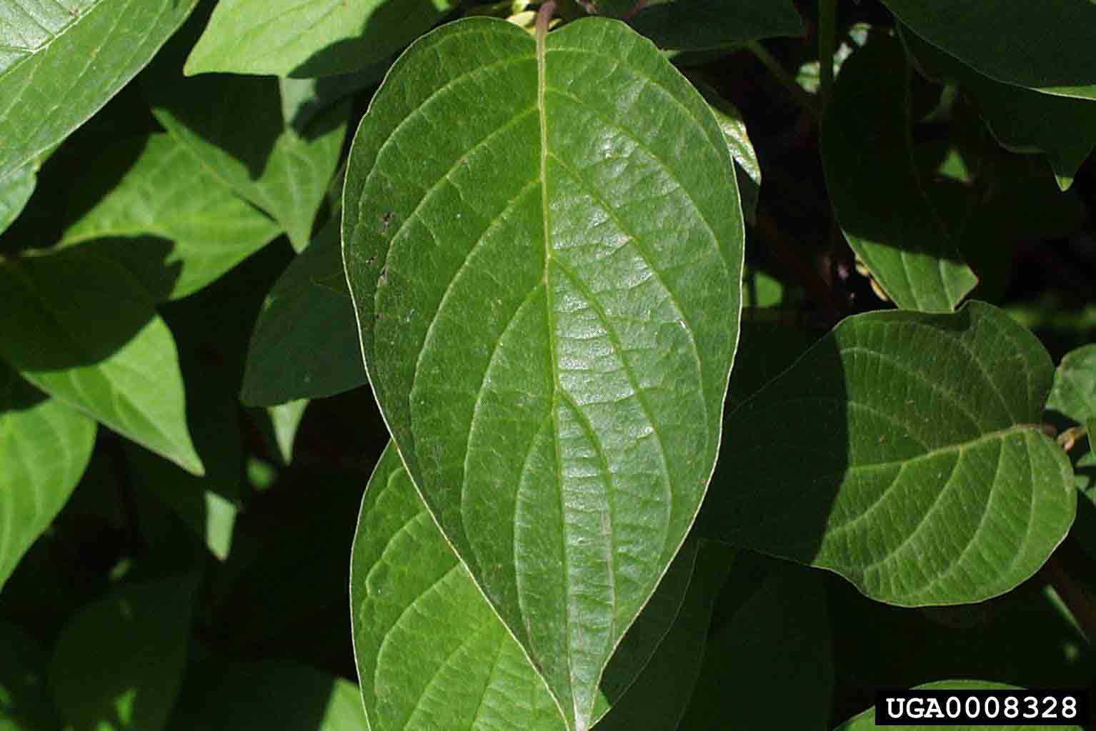 Redosier dogwood leaf, with smooth margins and arranged oppositely