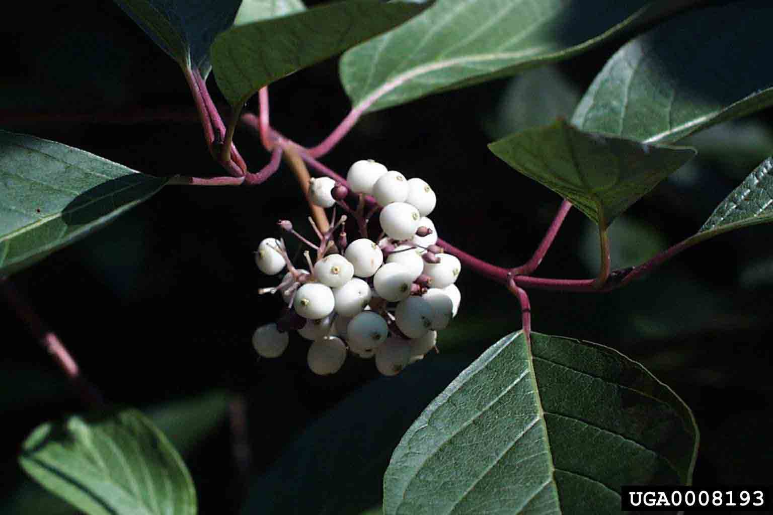 Redosier dogwood fruit