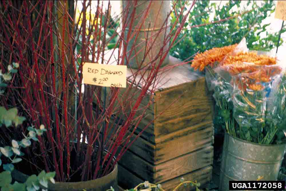 Redosier dogwood stems
