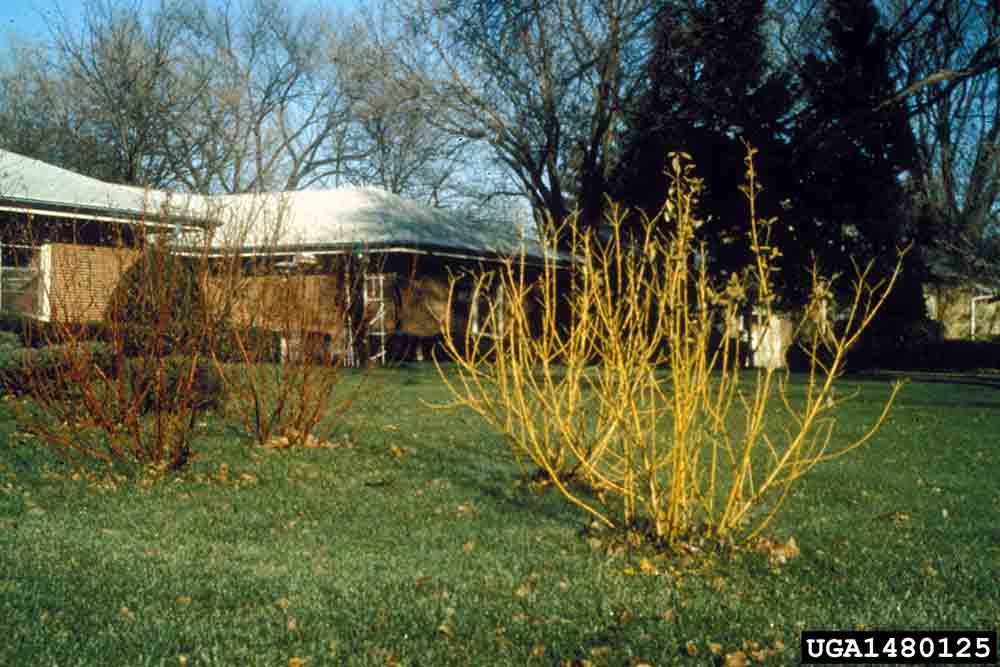 Redosier dogwood, yellow-stemmed cultivar