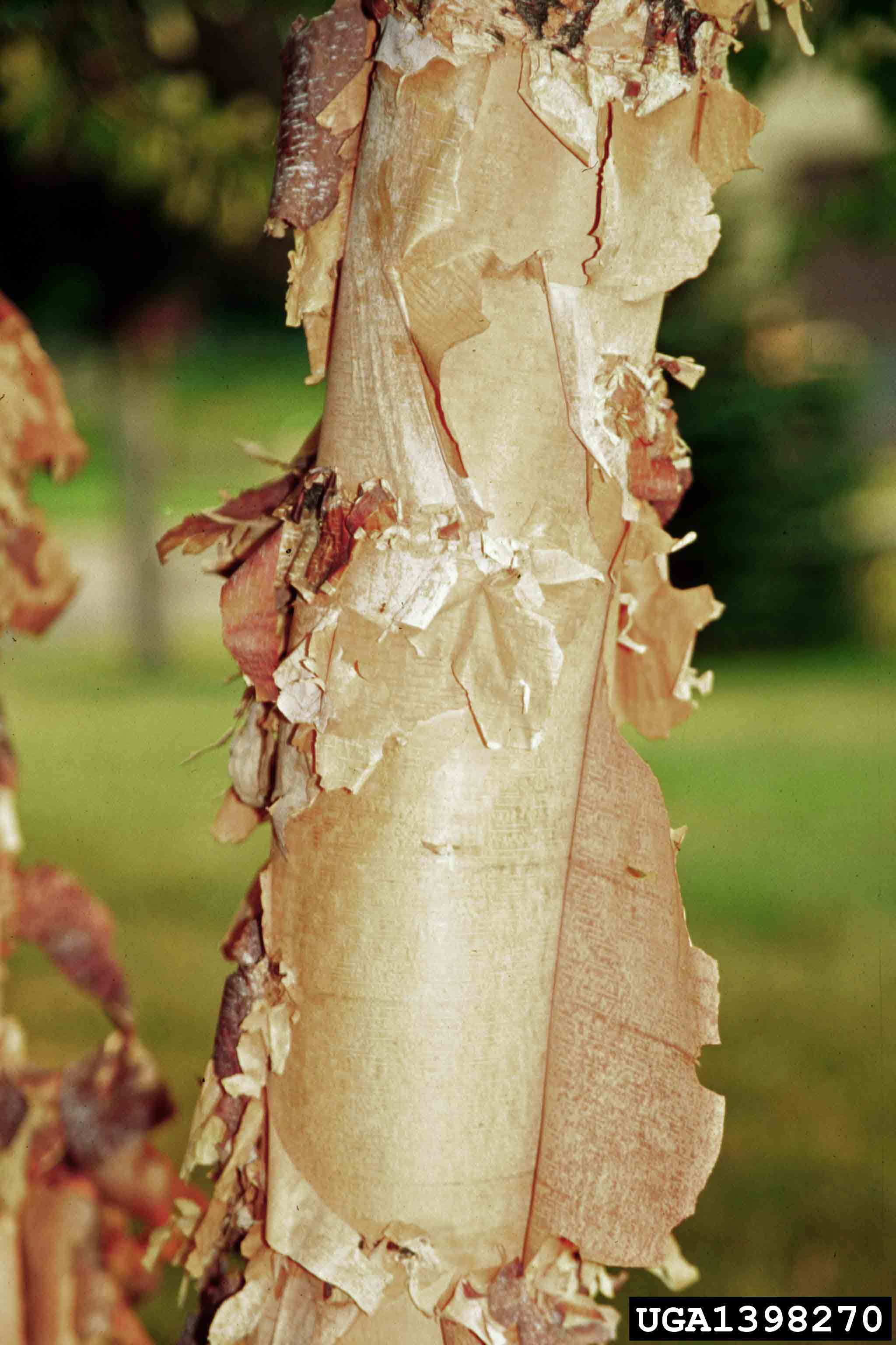 River birch bark