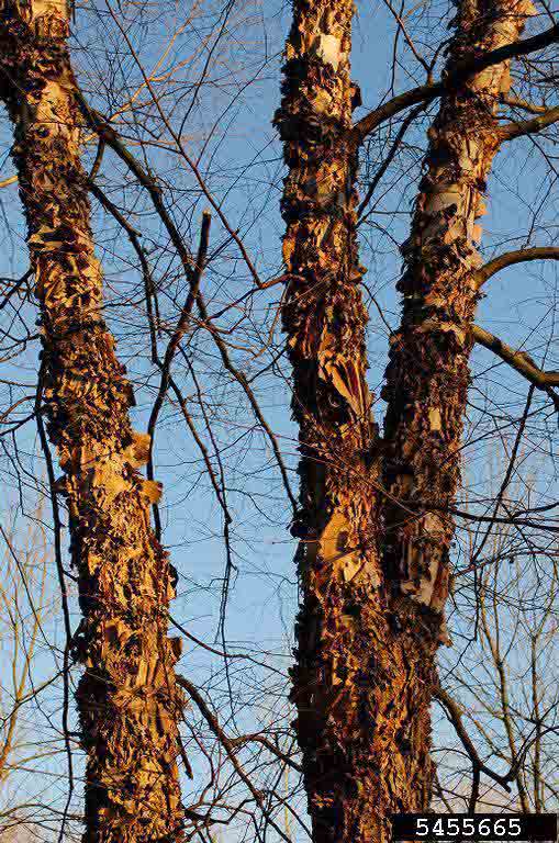 River birch bark on trunks