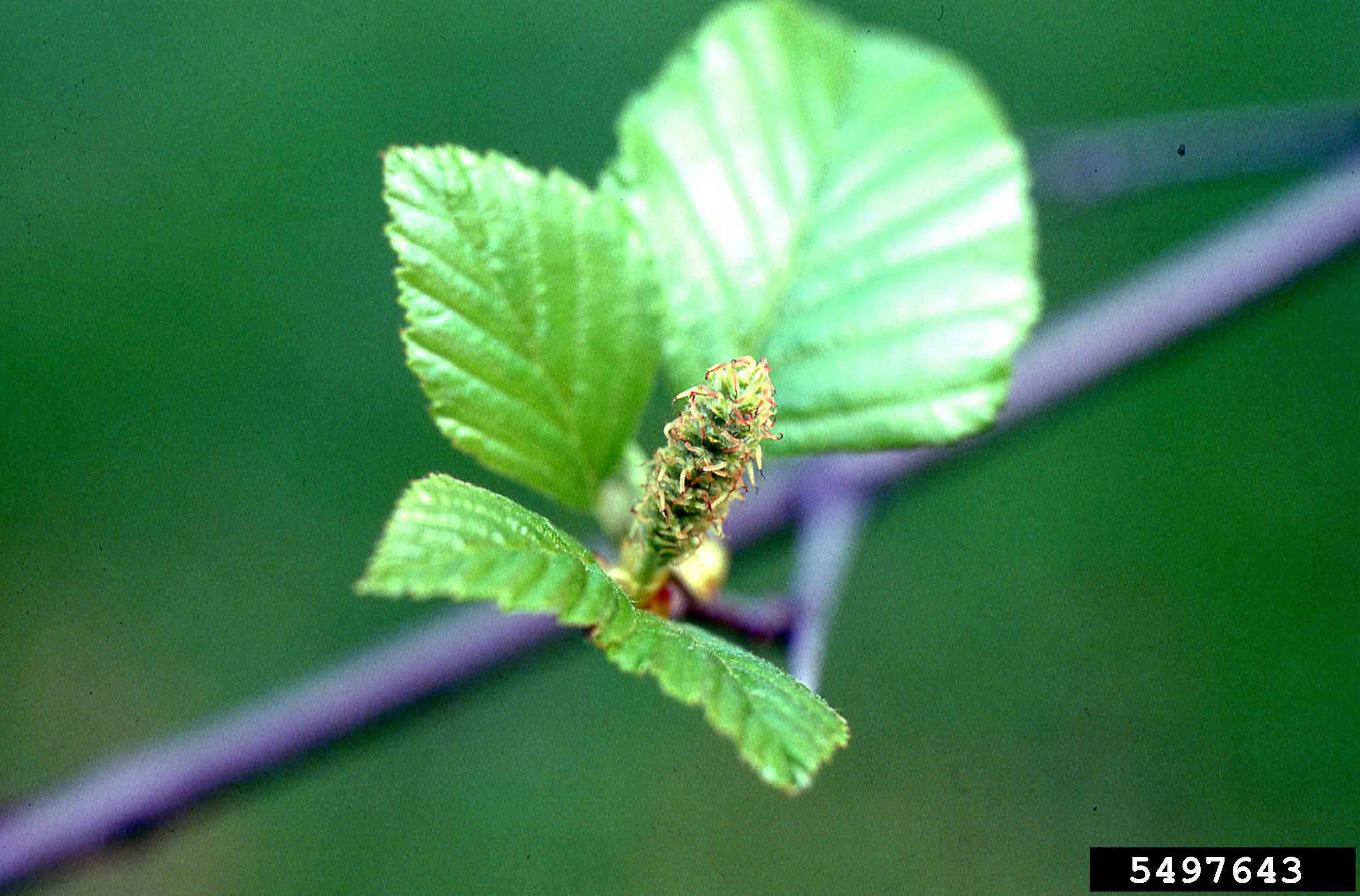 River birch flower