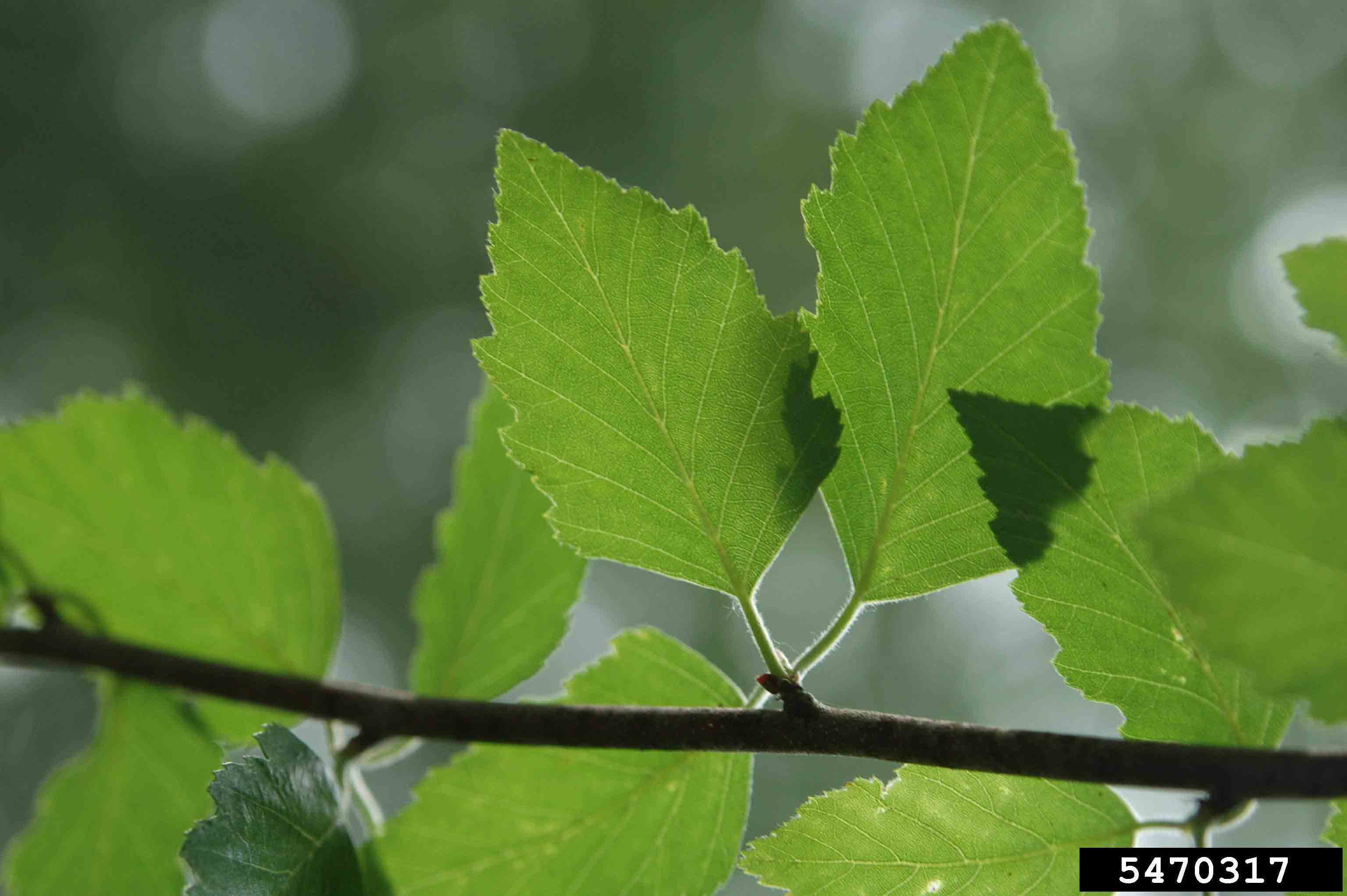 River birch leaves, showing double-toothed margins