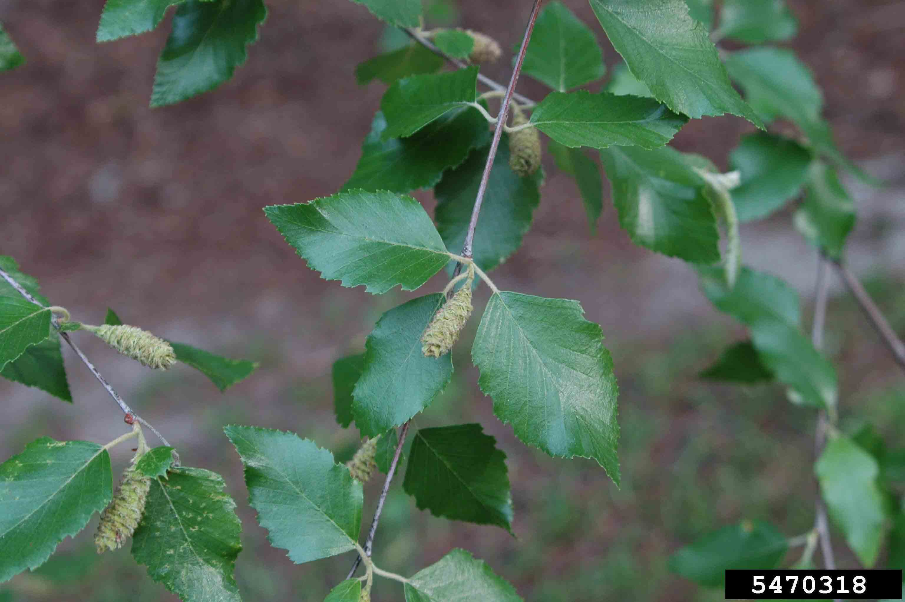 River birch foliage with flowers