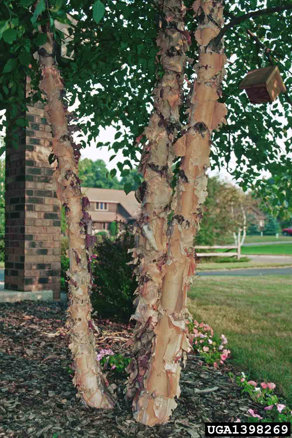River birch tree in landscape