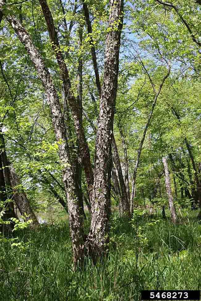 River birch tree in habitat