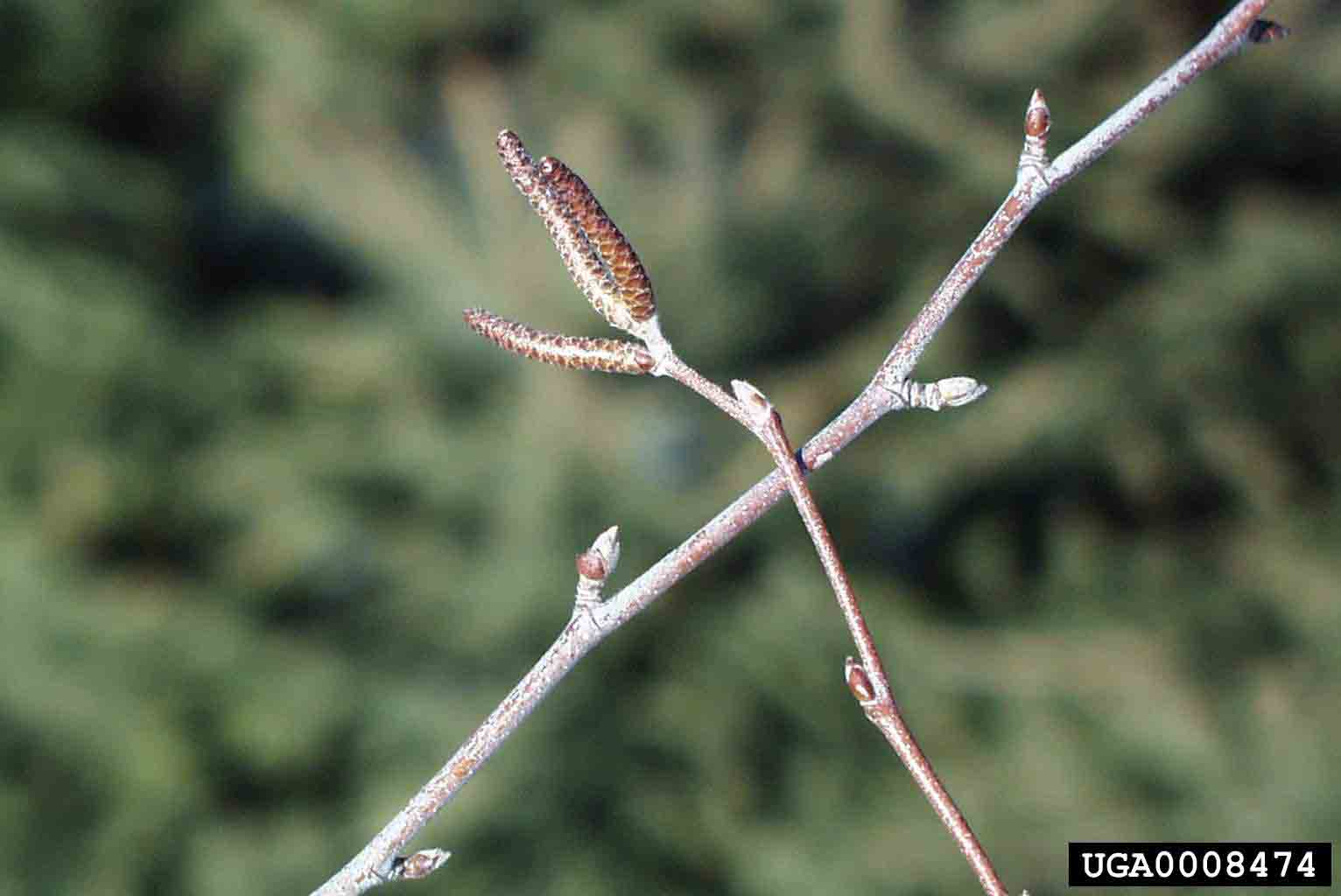 River birch twigs with buds