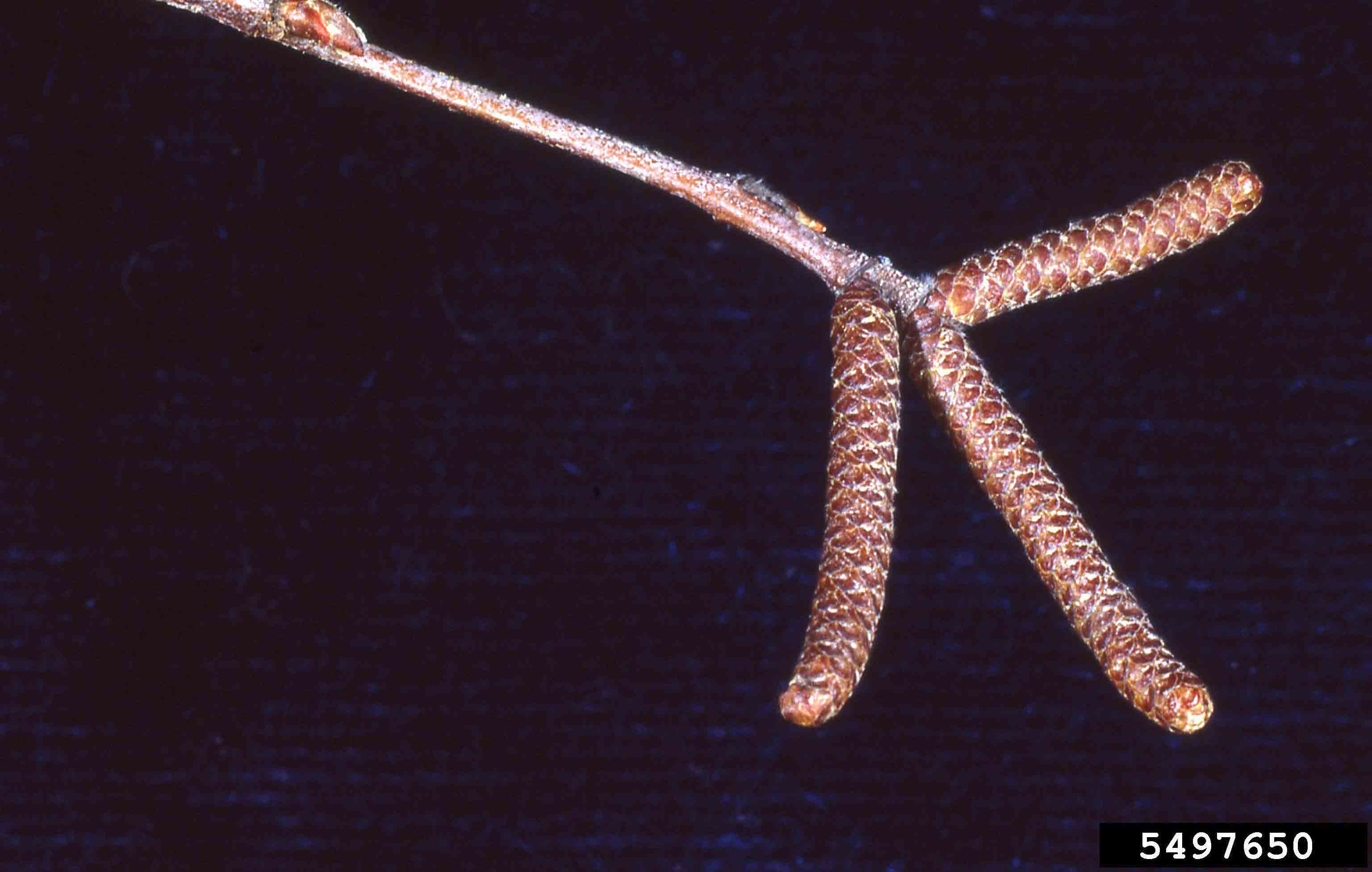 River birch twig with buds