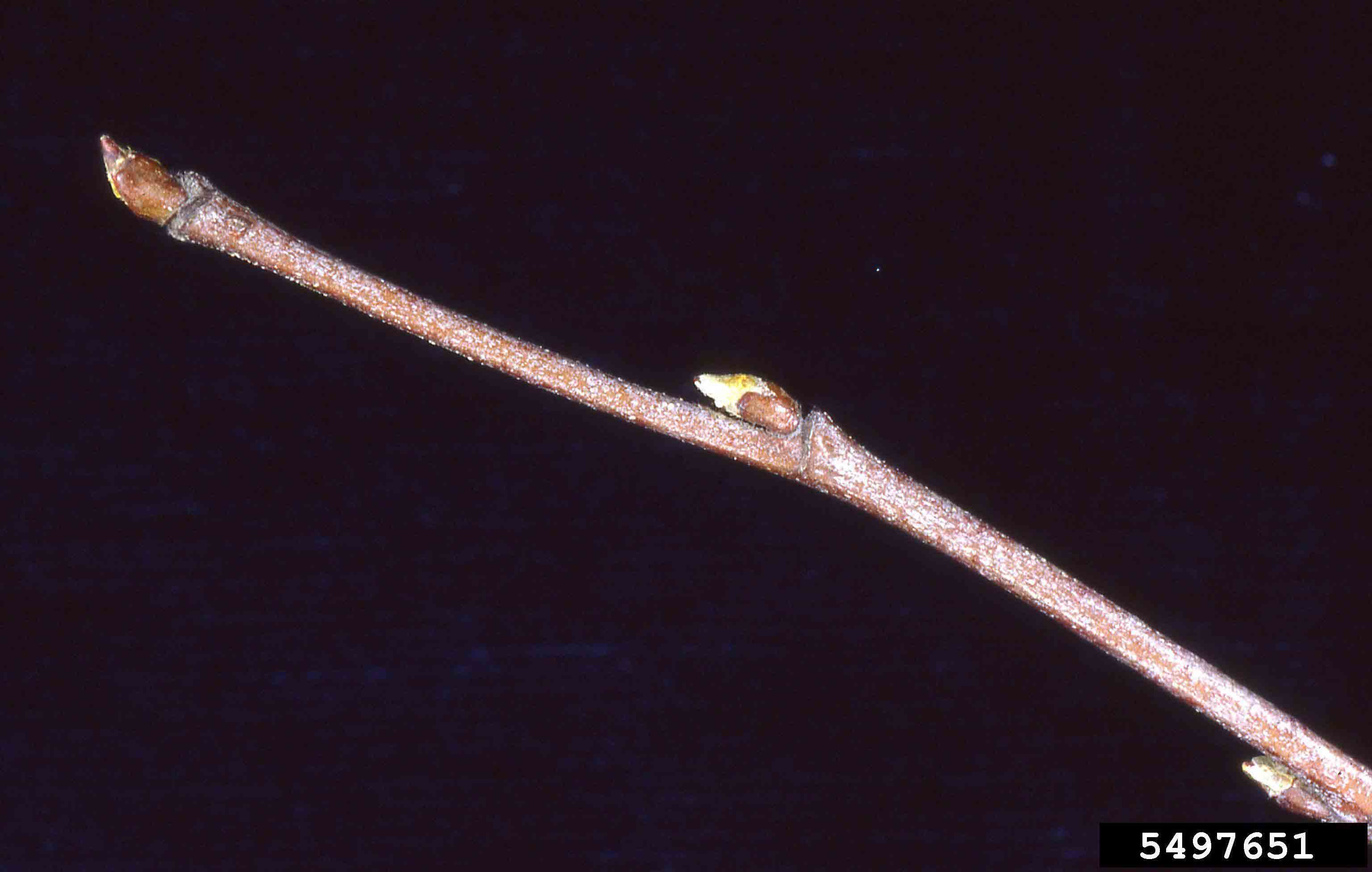 River birch twig with buds