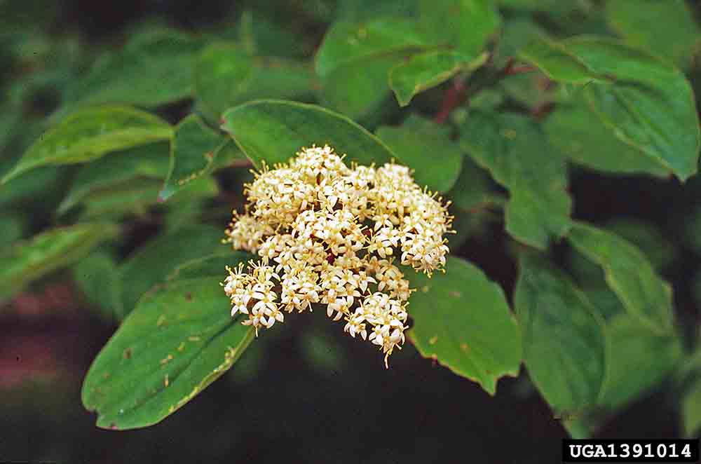 Roughleaf dogwood flower