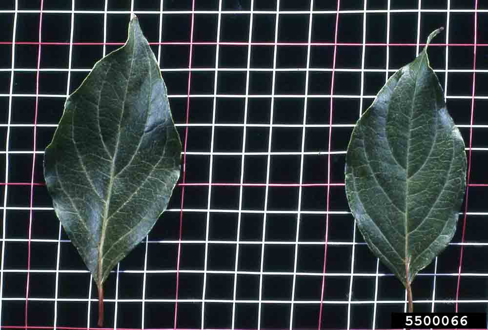Roughleaf dogwood leaves