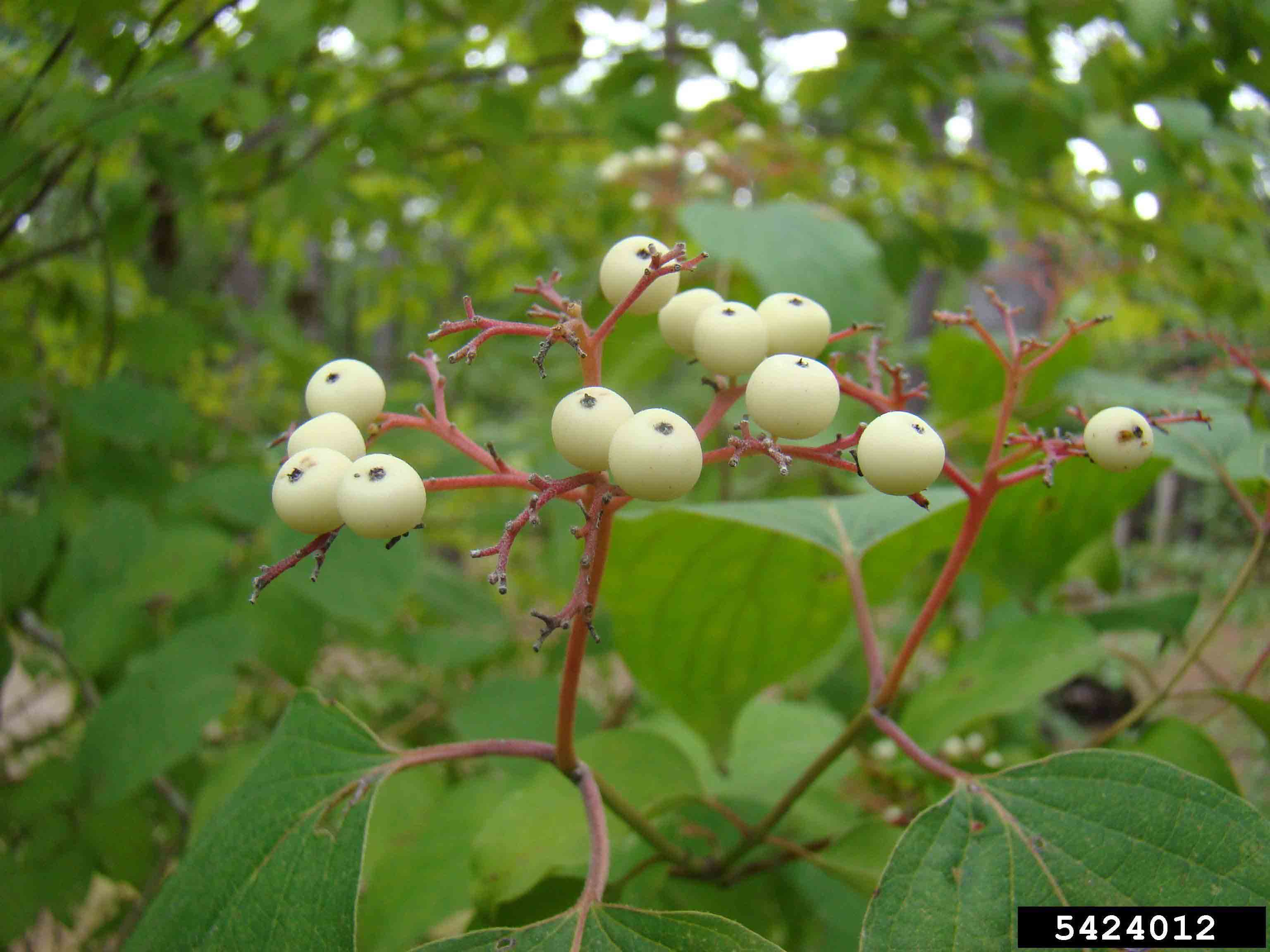 Roughleaf dogwood fruit