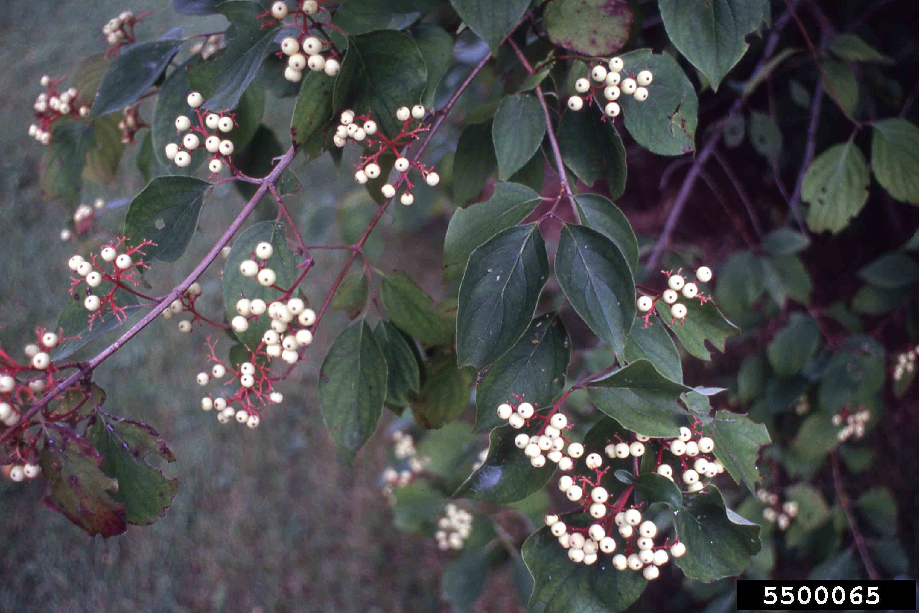 Roughleaf dogwood fruit