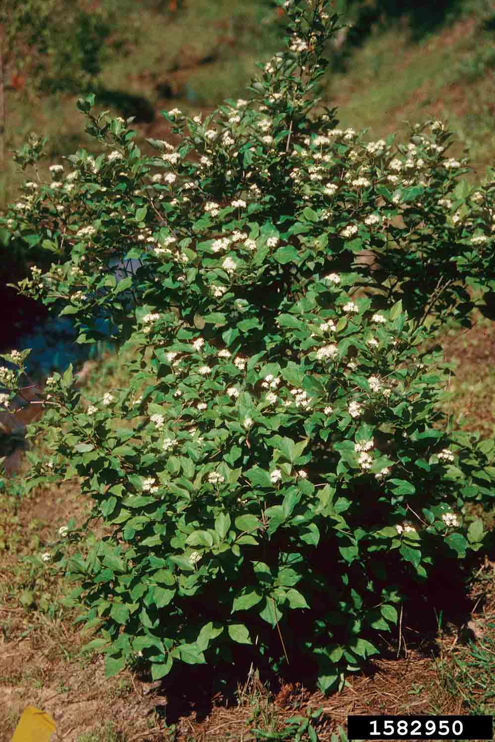 Roughleaf dogwood tree