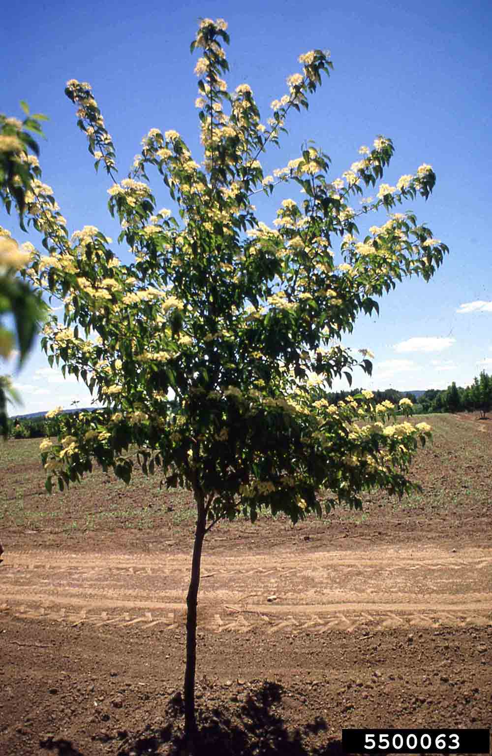 Roughleaf dogwood tree