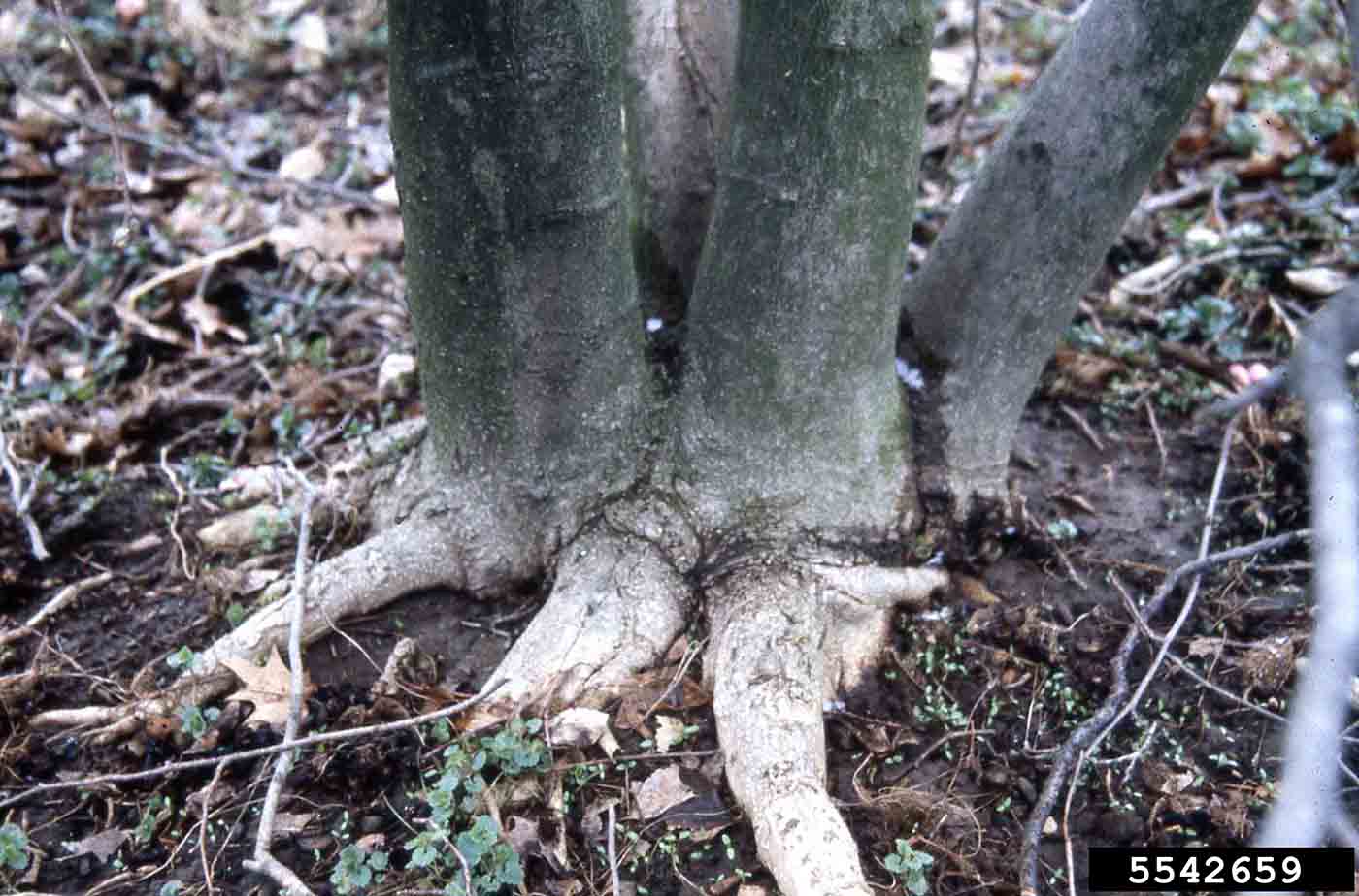 Star magnolia bark