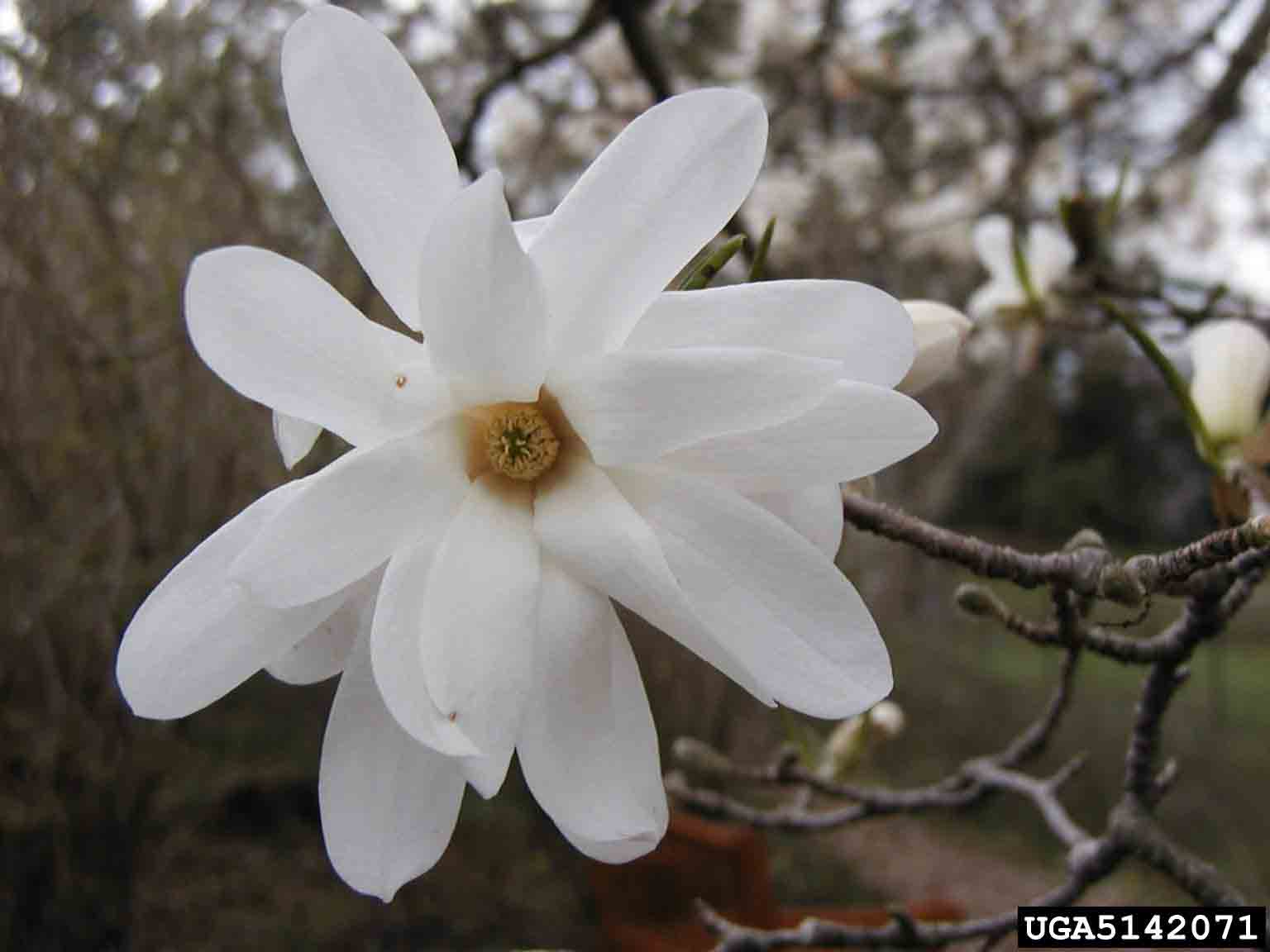 Star magnolia flower, 3"-4" in diameter