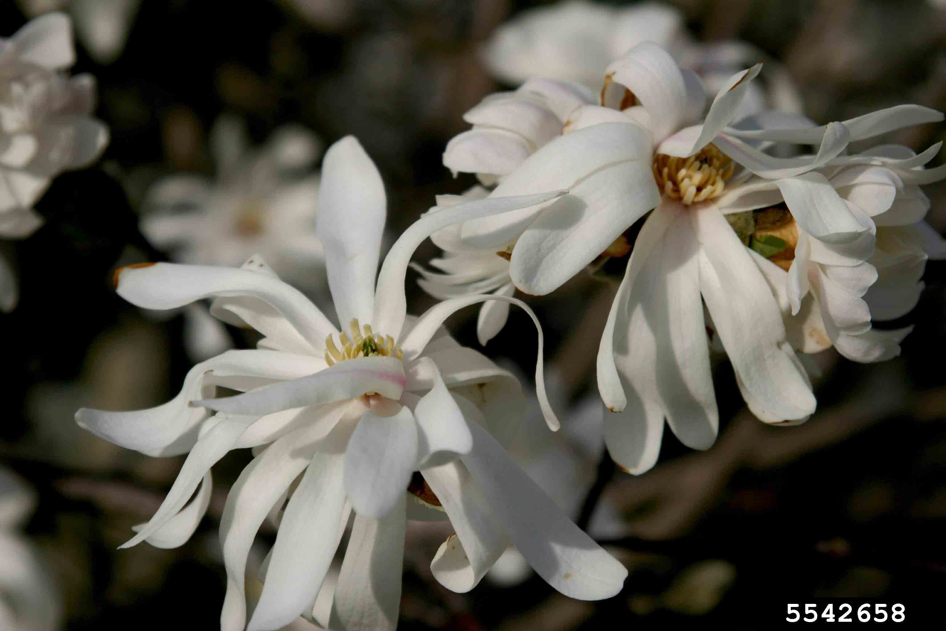 Star magnolia flowers