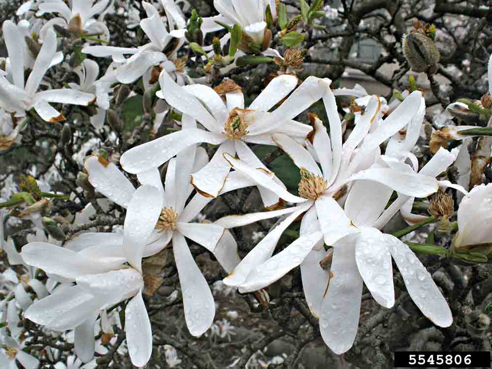 Star magnolia flowers