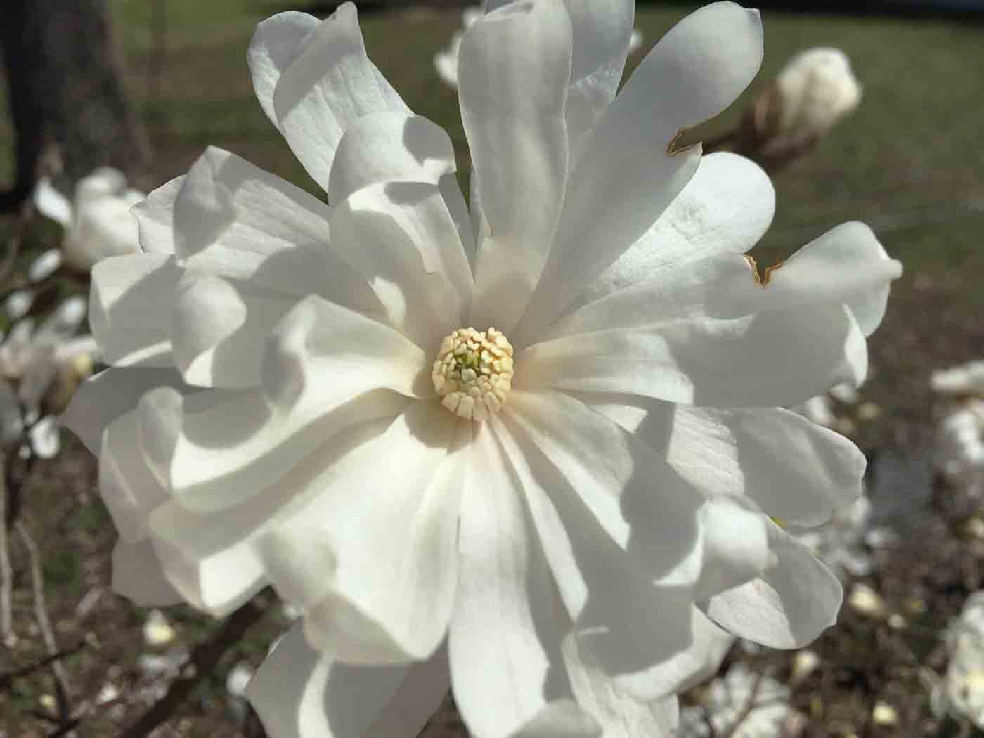 Star magnolia flower