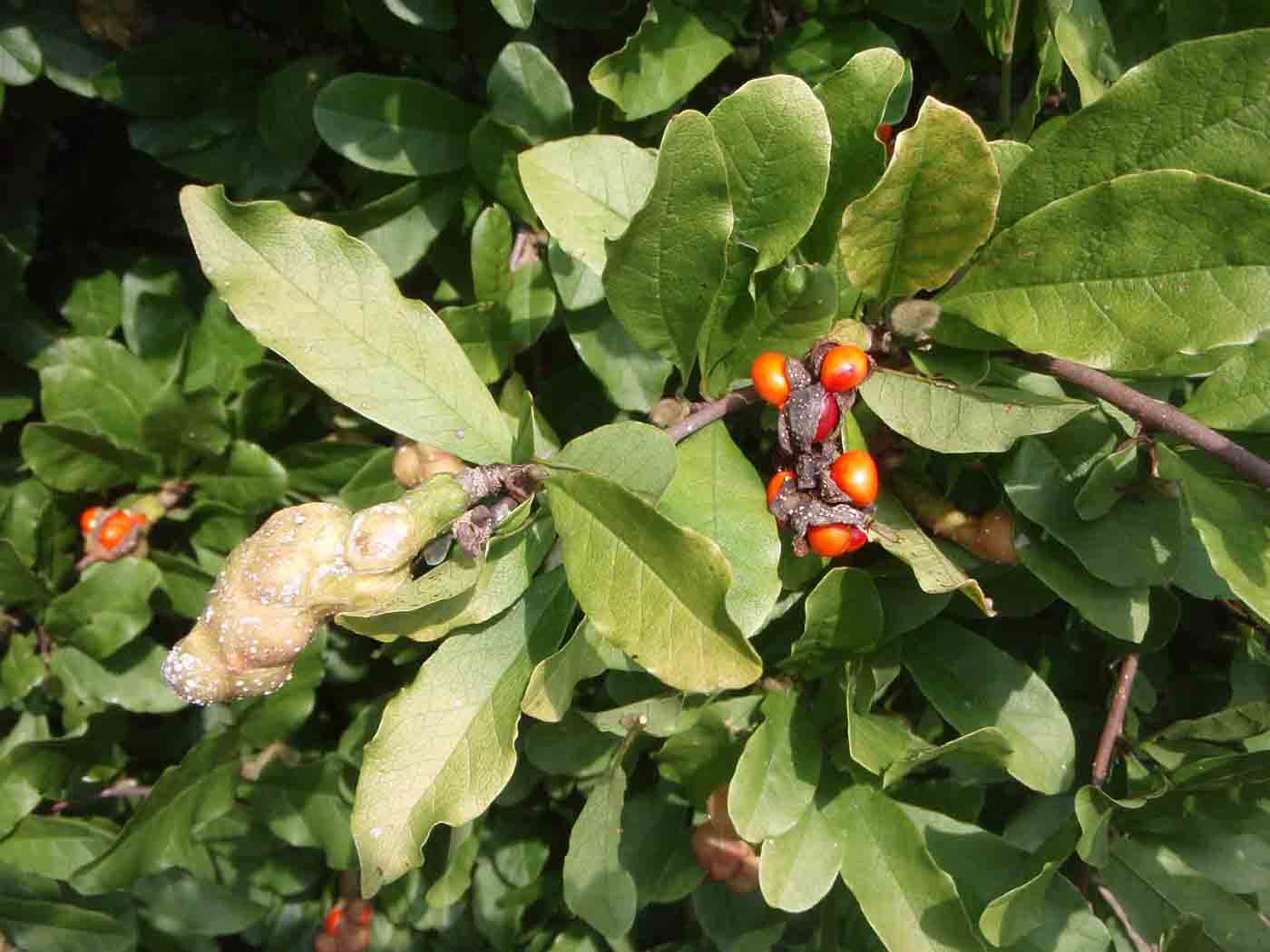 Star magnolia fruit and leaves 2"-4" long with smooth margins