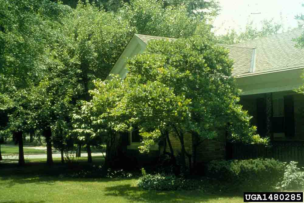 Star magnolia tree