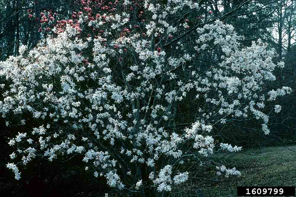 Star magnolia tree in bloom