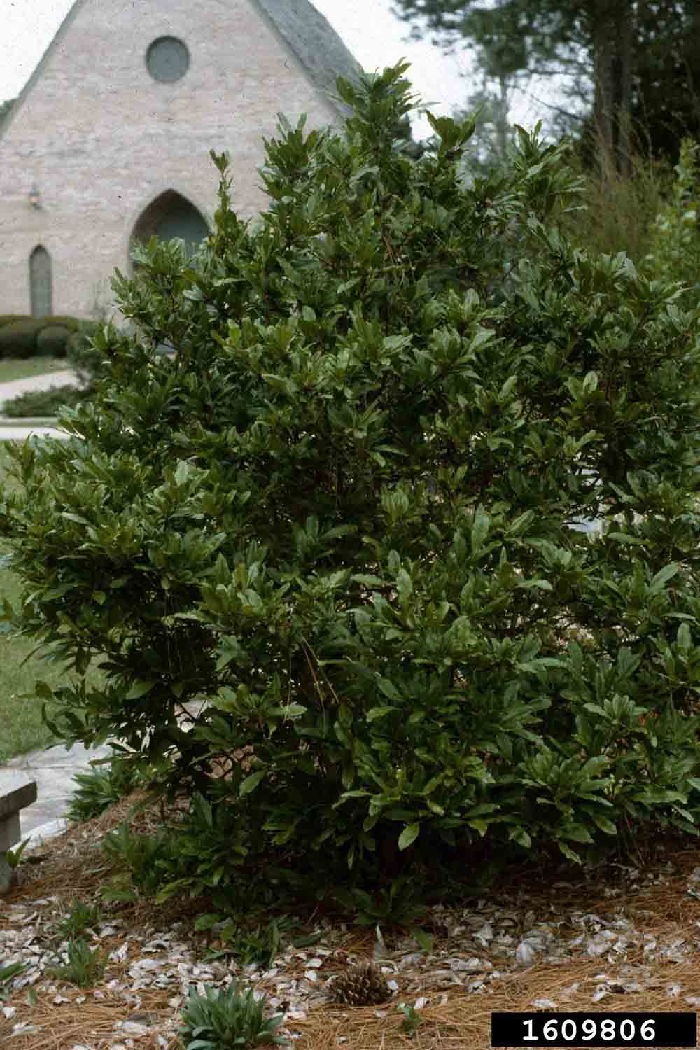 Star magnolia tree