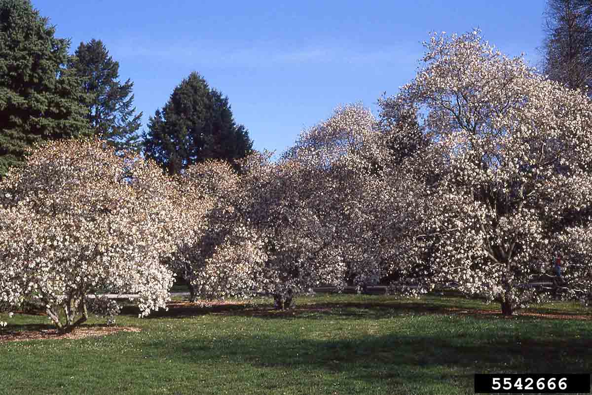 Star magnolia trees in bloom