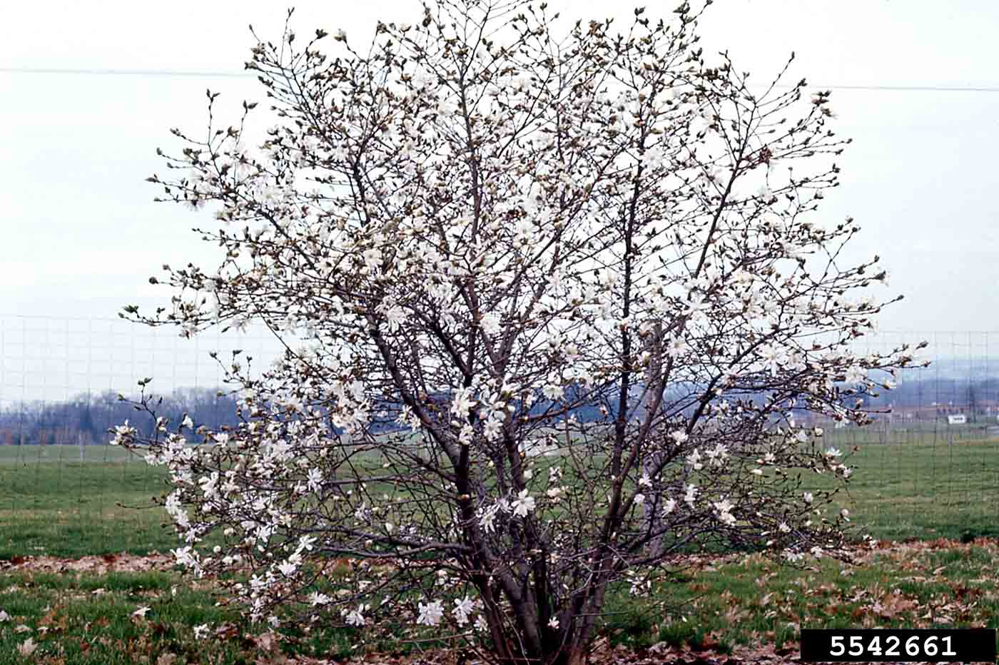 Star magnolia tree