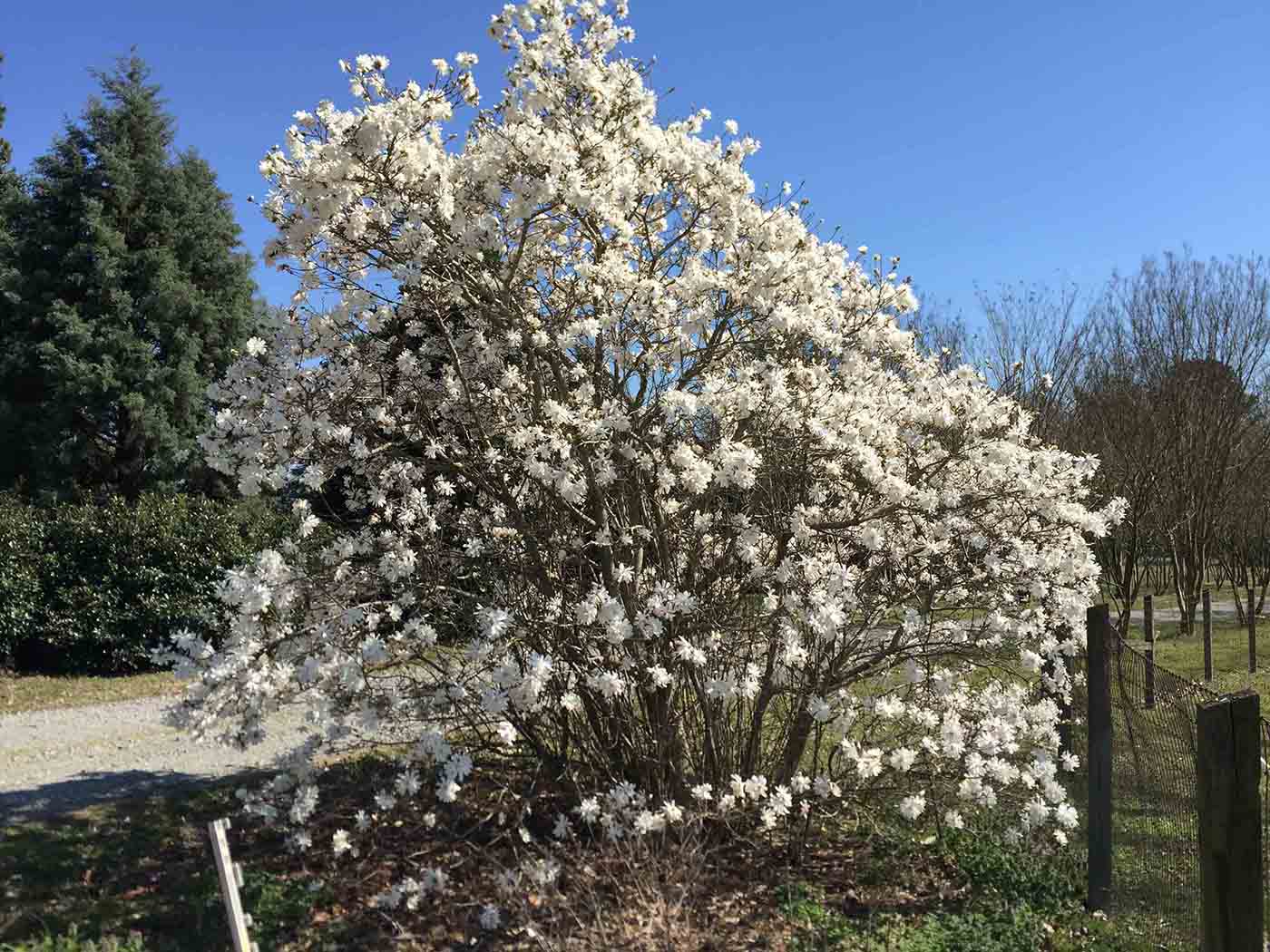 Star magnolia tree