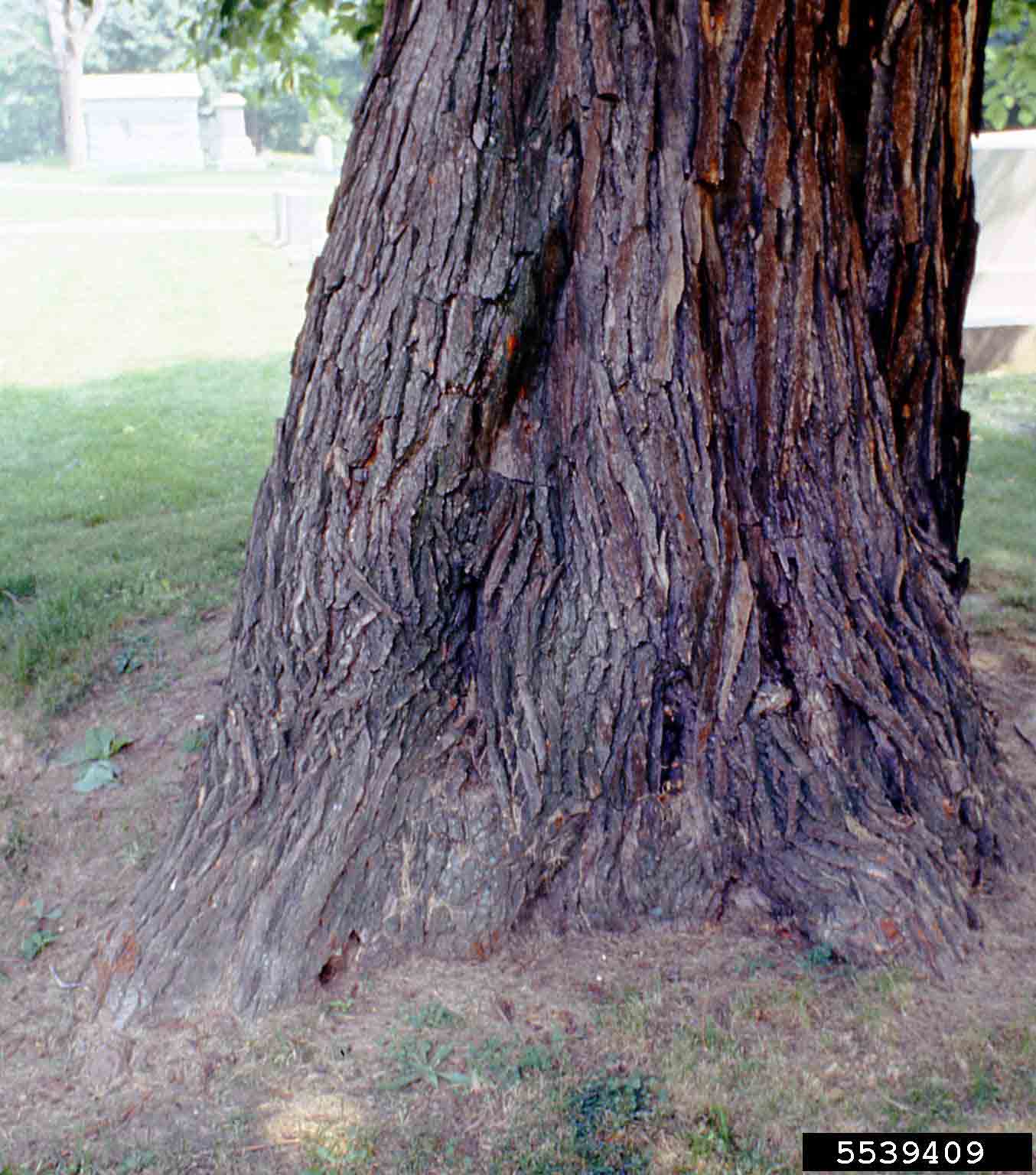 Sassafras bark on trunk