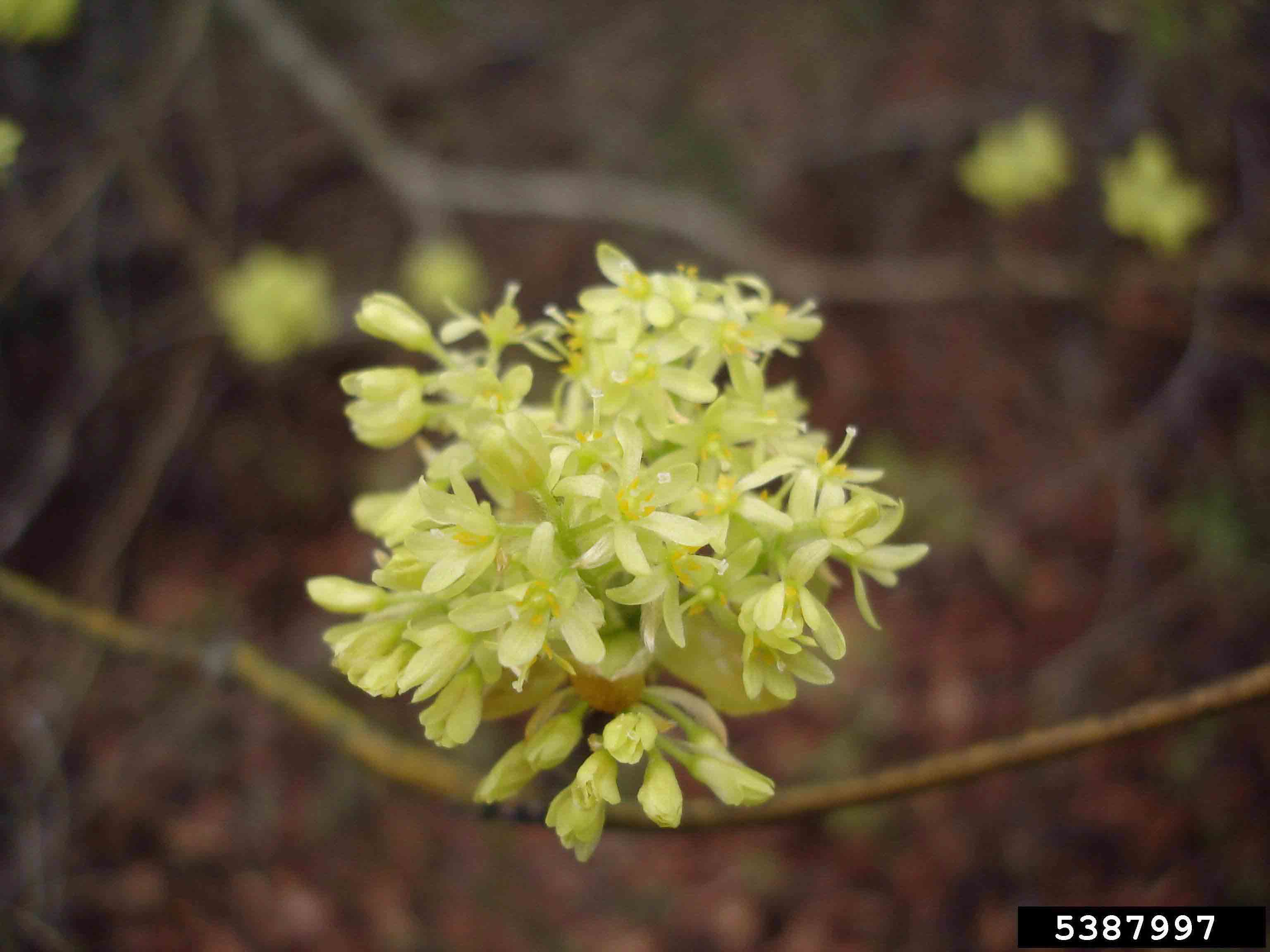 Sassafras flowers
