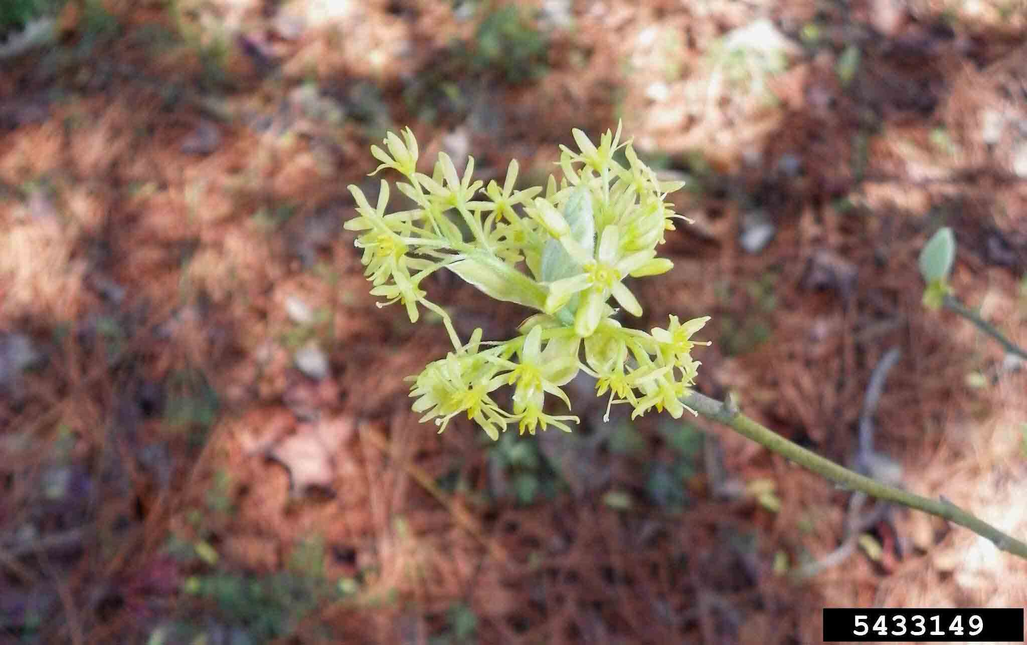 Sassafras flowers