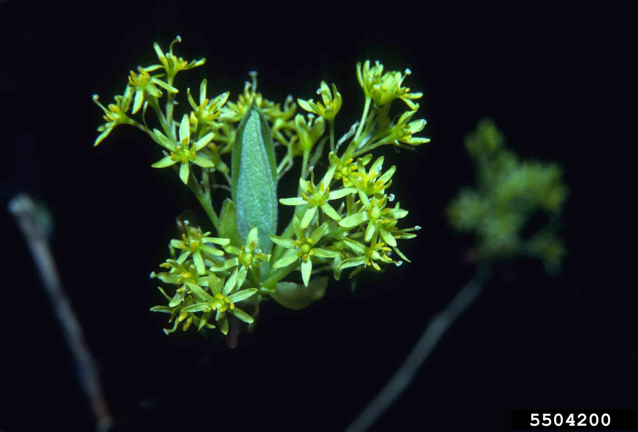 Sassafras flowers