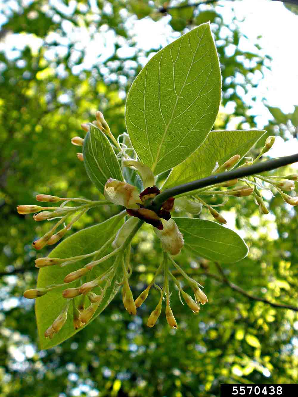 Sassafras flowers