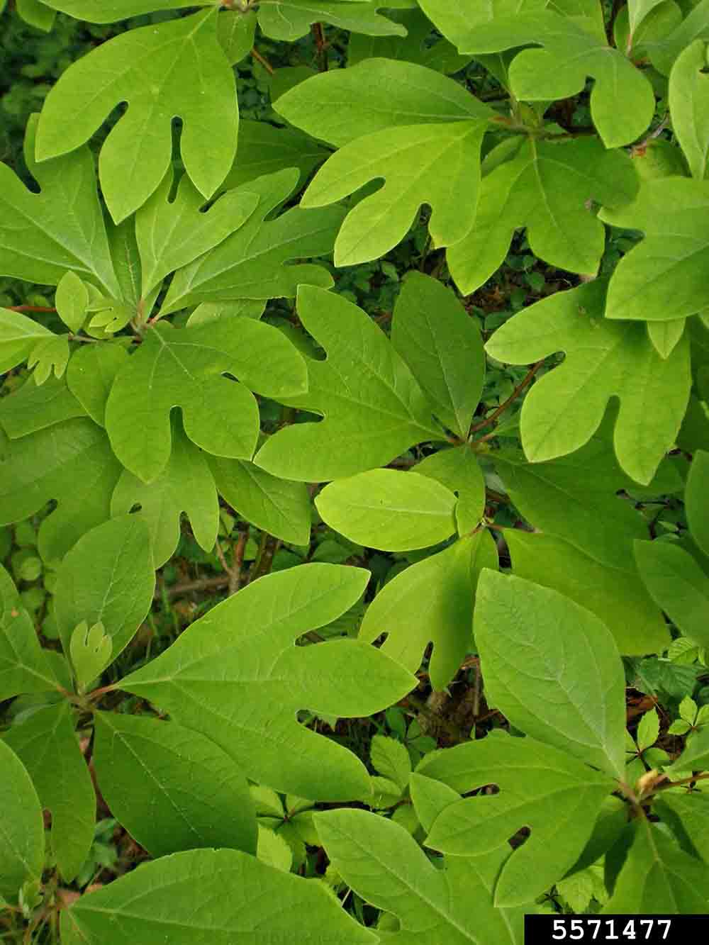 Sassafras leaves, unlobed, mitten-shaped, and three-lobed
