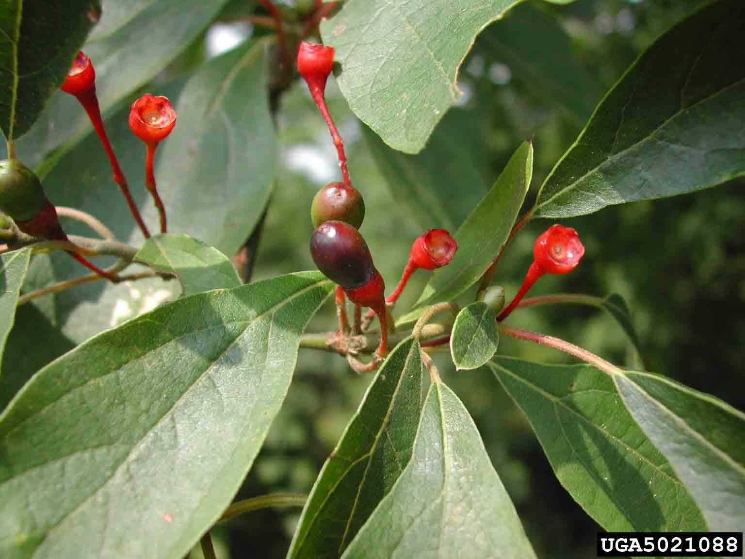 Sassafras fruit