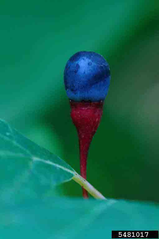 Sassafras fruit, 1/2" and shiny blue on red stem